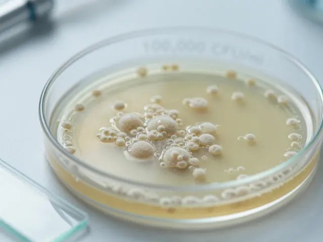 Jaké bakterie mohou být v moči a co to znamená pro vaše zdraví