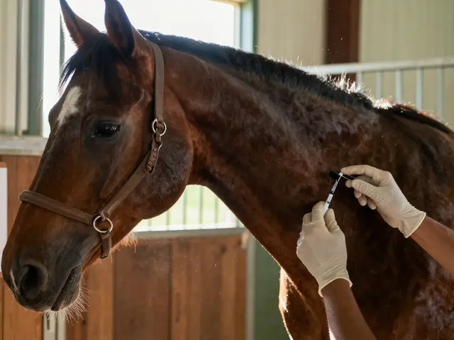 Jak se očkuje kůň? Praktický průvodce pro majitele koní